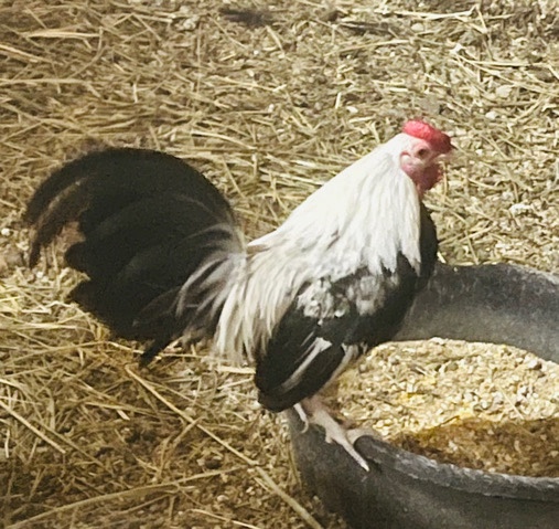 Silver duck wing bantam rooster