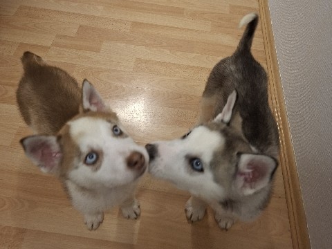 Siberian Husky - Siberian Husky Welpen available for adoption in Rheda-Wiedenbrück