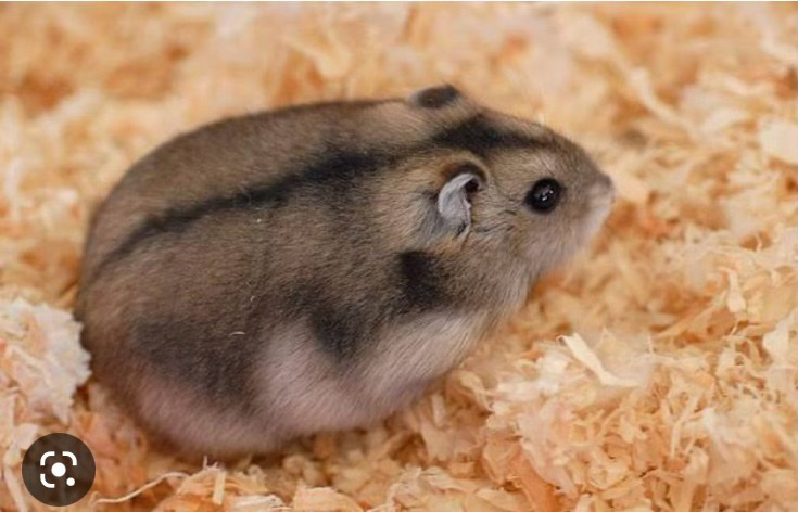 Any – Hamster For Sale