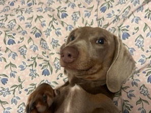 Dachshund – miniature dachshund – Forest Row