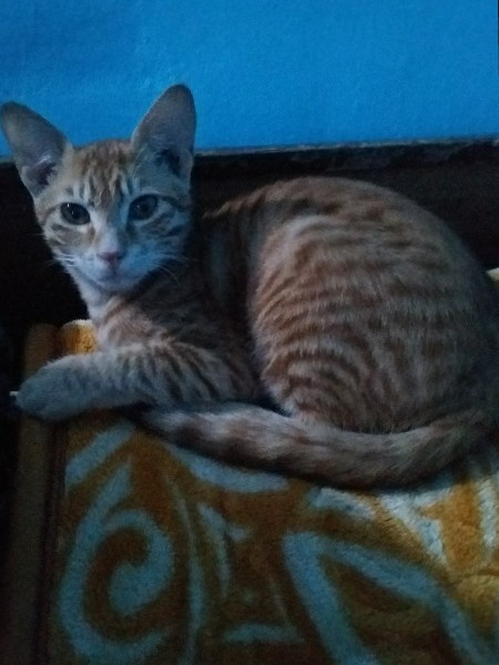 I want to sell my cat