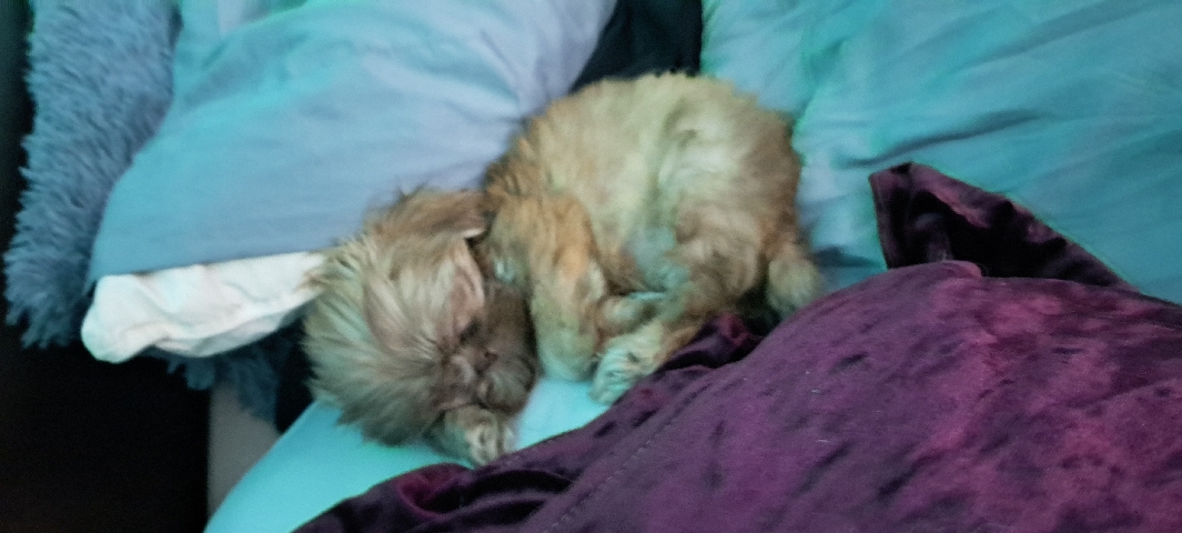 Shih Tzu – Puppy for sale