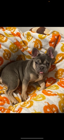 French Bulldog – Frenchie for sell