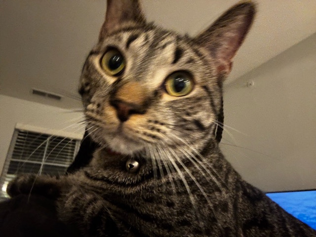 American Shorthair – Big Mac – Carmel