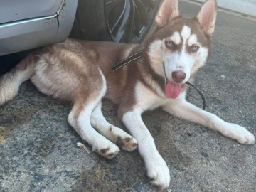 Siberian Husky – Friendly Siberian Husky Puppy – 7 Months Old – Rosedale – Rosedale