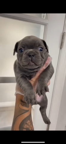 French Bulldog – French bulldog for sale