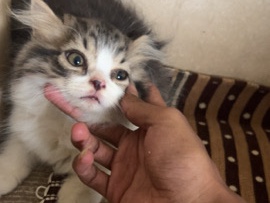 Persian (Modern) – Adorable Persian Kitten for Sale – 45 Days Old in Badlapur – Badlapur