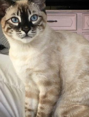 Siamese – Siamese
