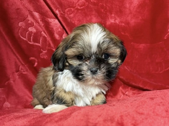 Imperial ShihTzu