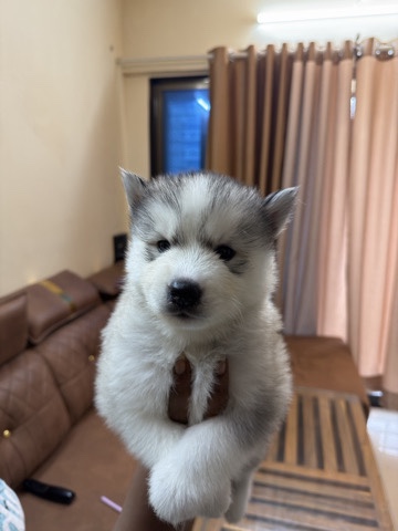 Siberian Husky – 3 female siberian husky – Vasai Virar