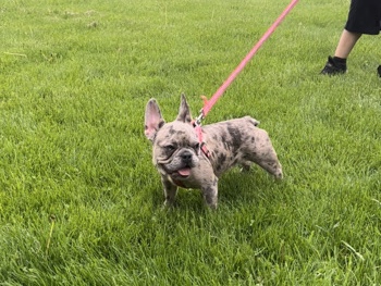 French Bulldog - Frenchie available for adoption in Chicago