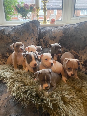 Staffordshire Bull Terrier – Beautiful blue/fawn staffy puppies