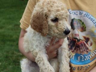 Poodle – Daisy Goldendoodle FB1 – Poughkeepsie
