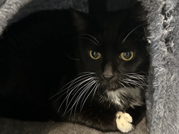 chloe – Mount Dora