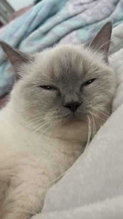 Siamese – Himalayan cat for adoption
