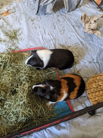 rehoming two boar piggies