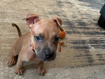 3 month cane corso x terrier (girl)