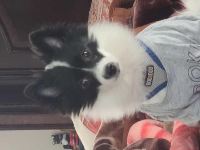 Pomeranian – dog for sale