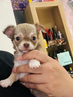 Chihuahua – chihuahua