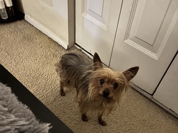 Yorkshire Terrier – Yorkie Terrier – Virginia Beach