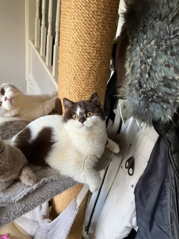 British Shorthair – male British short hair kitten