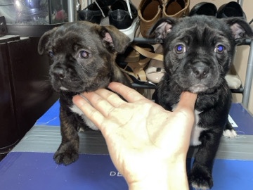 Mixed breed – Pendergrass