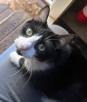 American Shorthair – rehome