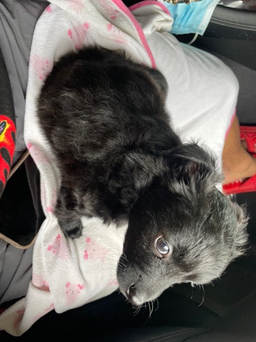 Collie mix lab