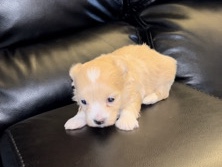 Maltipoo – Maltipoo Toy – Golf Manor
