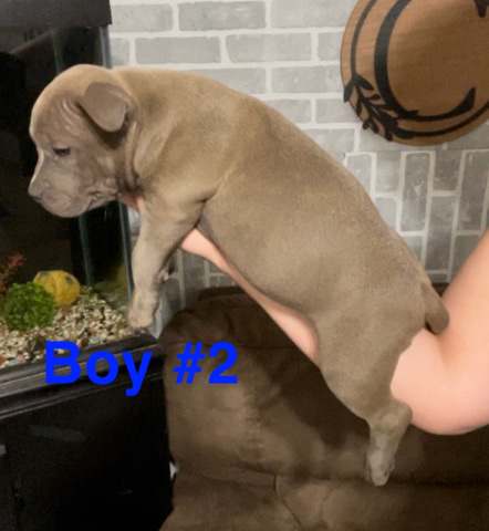 American Bully-Pocket