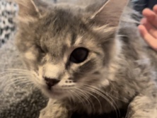 Russian White, Black and Tabby – two grey kittens – Oakland