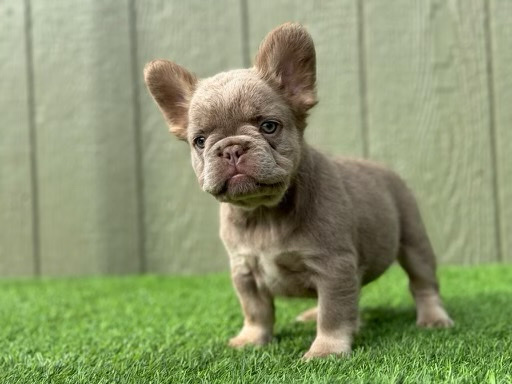 French Bulldog – French Bulldog
