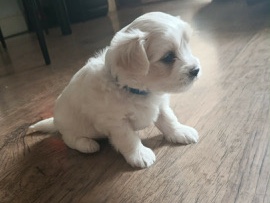 Maltese – Maltese – Great Yarmouth