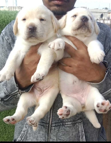 Labrador Retriever – Labrador puppy