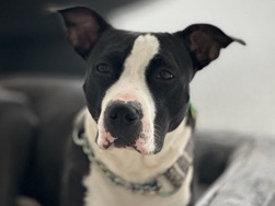 American Bulldog - Energetic, Loving American Bully available for adoption in Burlington