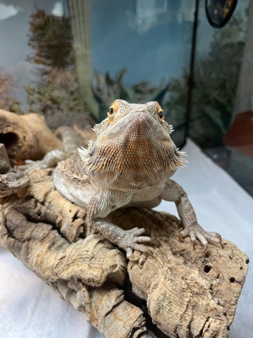 Any – 3 year old Beardie