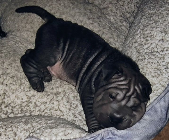 Shar-pei pups for sale