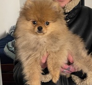 Pomeranian – Male Pomeranian Boo