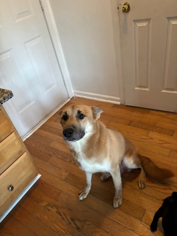 German Shepherd – Need homes