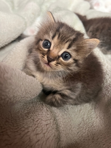 Persian (Traditional) – persian kitten