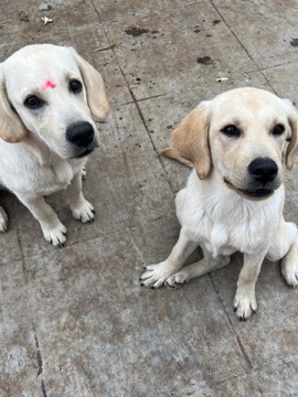 Labrador Retriever – labrodor puppy – Pune