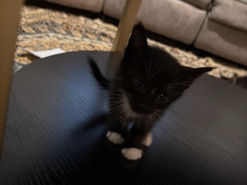 American Shorthair – lovely kitten for adoption – Rochester