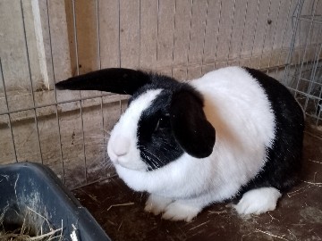Dutch – female bunny