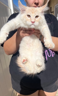Maine Coon – Maine **** kitten