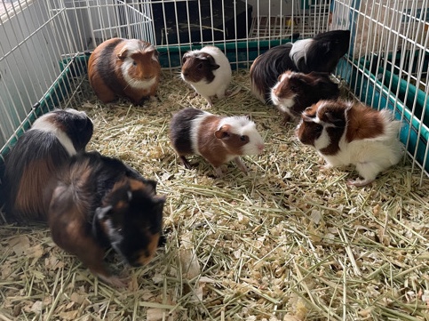 Any – Guinea pigs