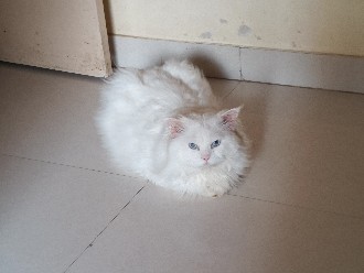 Persian (Traditional) – Male White Blue-Eyed Persian Cat for Rehoming – Mumbai