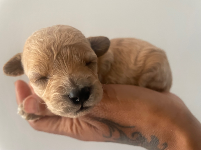 Maltese – Maltipoo Puppies
