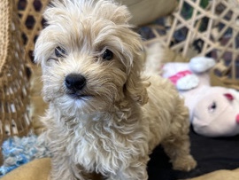 Maltipoo – Maltipoo – Dubai