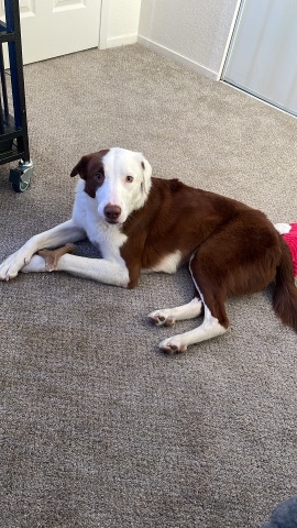 Border Collie – needs new home
