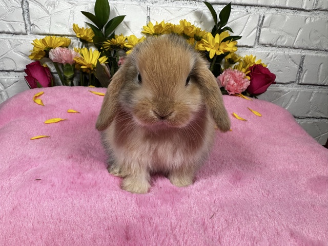 Holland Lop – Holland Lop Babies – Duluth